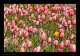 Keukenhof Hollandia 040